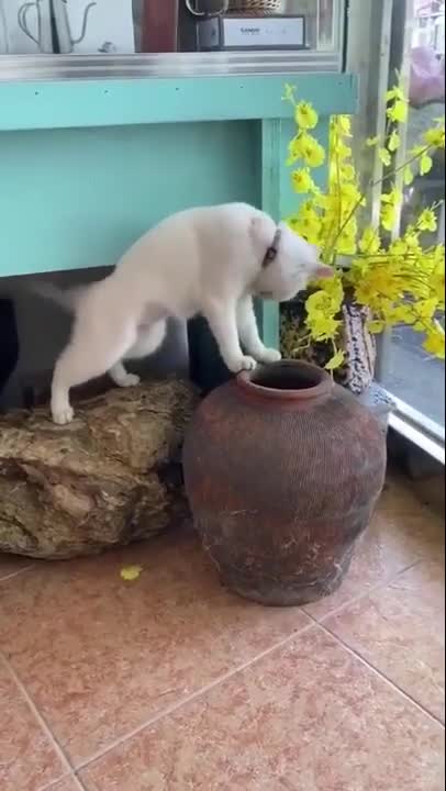 engraçados tente não rir _ gatos levando susto _ Gatos fazendo coisas engraçadas