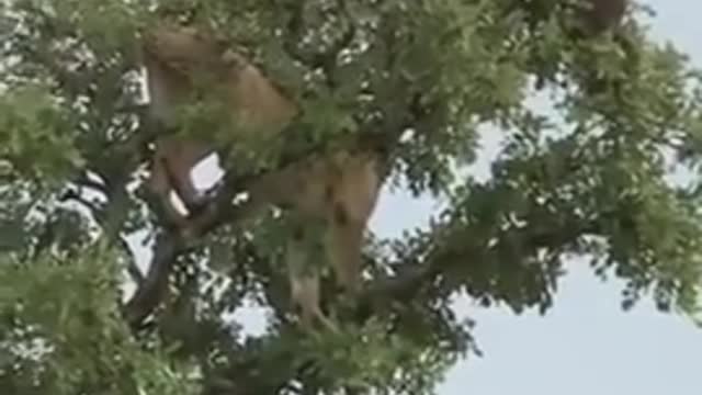 Lion Climb Tree to Catch Monkey