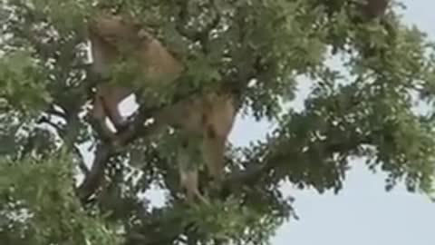 Lion Climb Tree to Catch Monkey