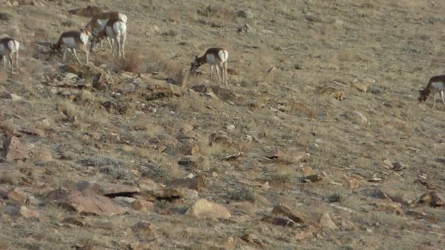 Antelope passing thru