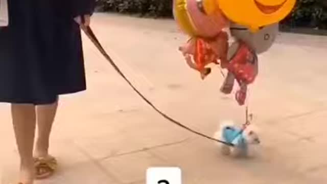 Cute dog fly with balloon