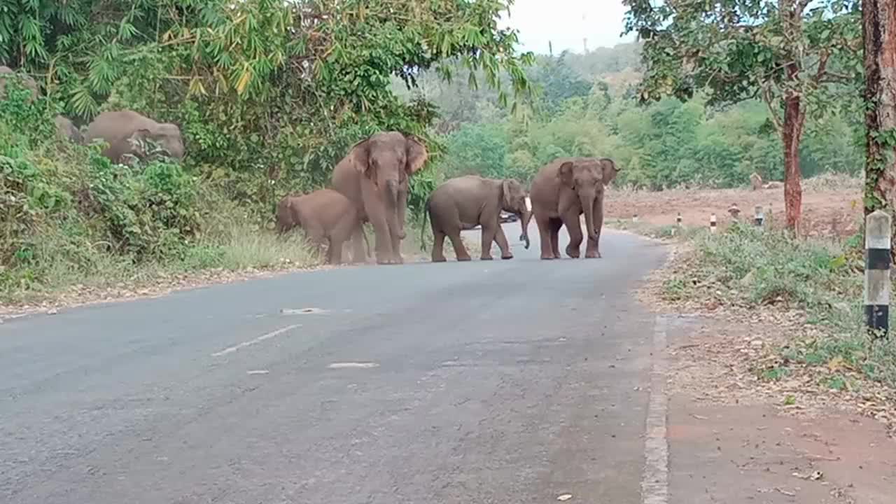 Large Family of Elephants Crosses the Road