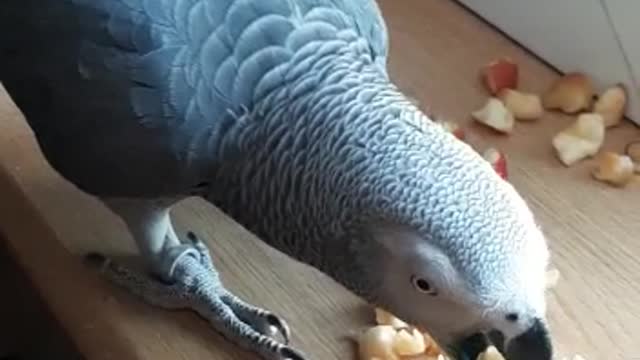 Grey parrot