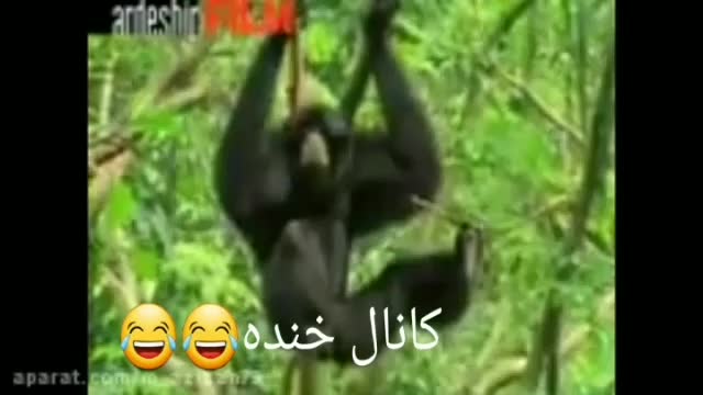 Funny singing Animals