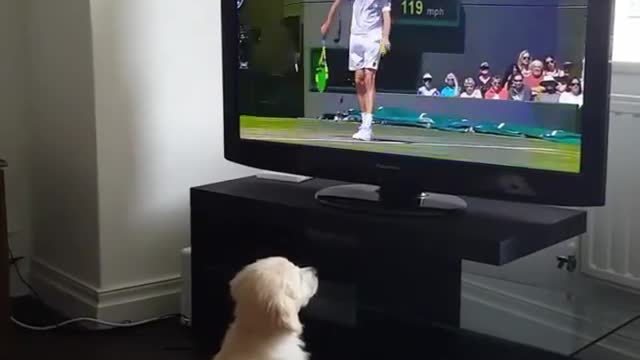 Novak Djokovic vs Kevin Anderson Wimbledon 2018