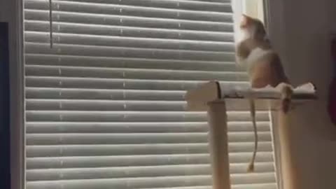 Funny And Cute Animals Short #131