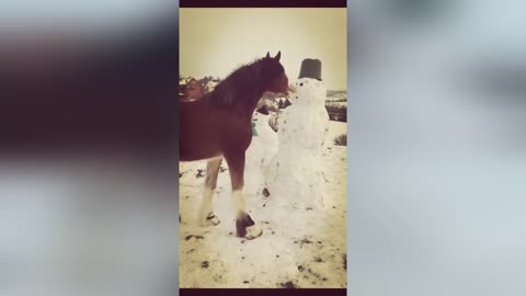 Funny horses laughing video