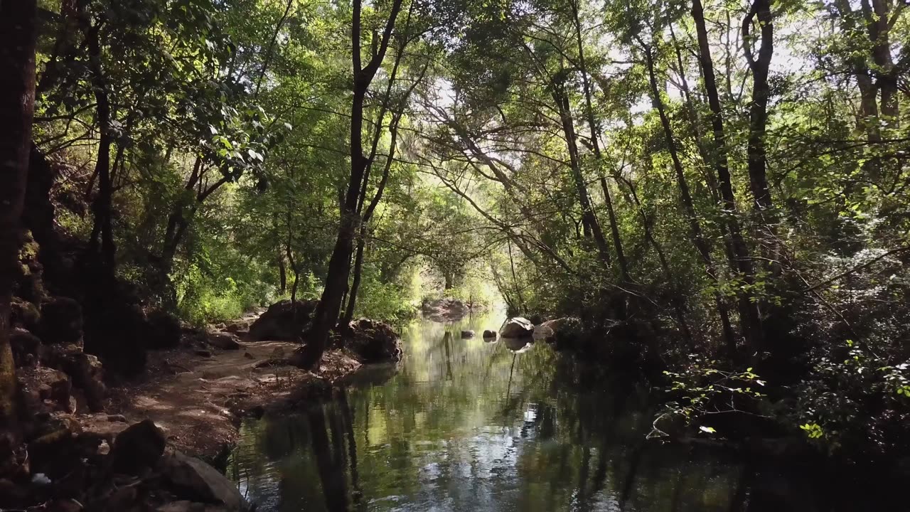 Forest stream in the sunlight