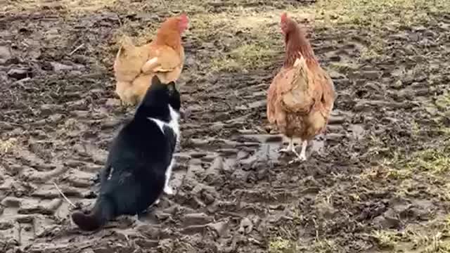 Chickens Team up to Stop Cat