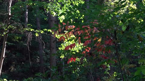 The trees in the mountains. 6