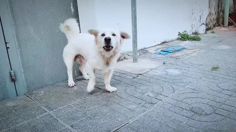 How dog reacts when seeing strenger 2 - raining barking dog puppy