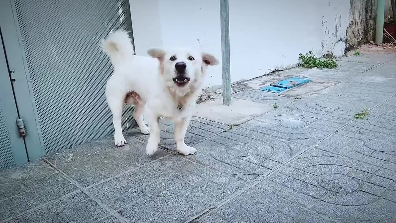 How dog reacts when seeing strenger 2 - raining barking dog puppy