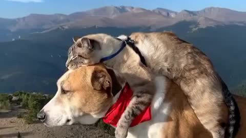 Dog and cat are friends...can you believe it?