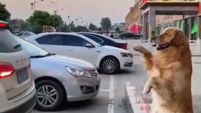 Dog putting the car on the side #short