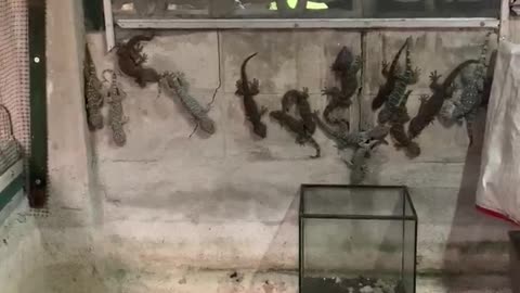 Wall Tarp Hides Group of Geckos