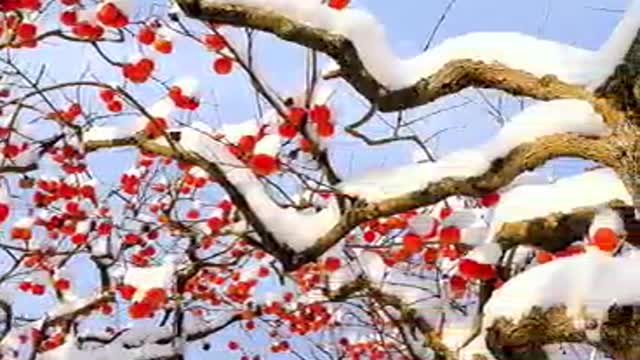 Peach trees in the snow