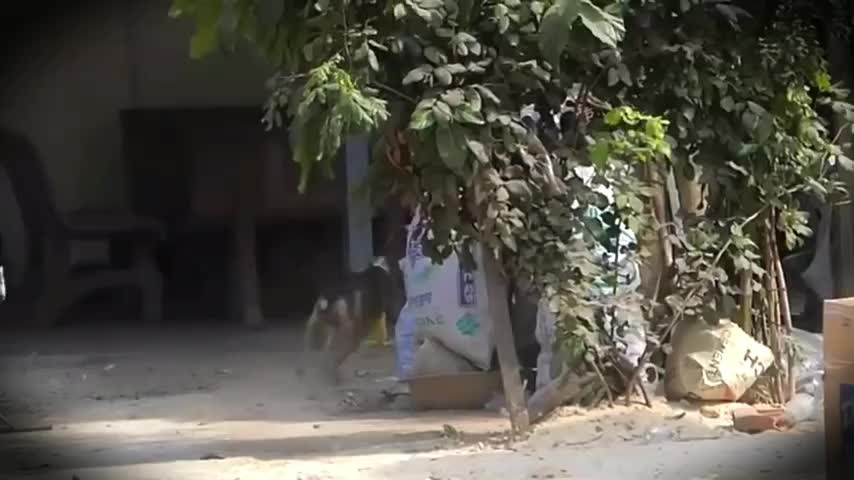 fake Lion and Fake Tiger Prank To dog & Huge Box Prank to dog