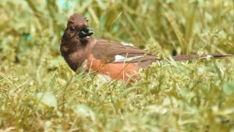 A hungry bird 😮😮😱🐦🐥