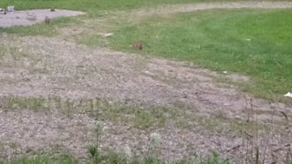 Rabbits hanging out