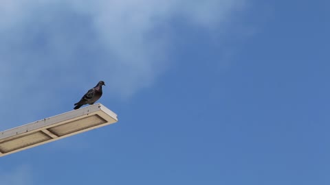 when doves want to play jumping