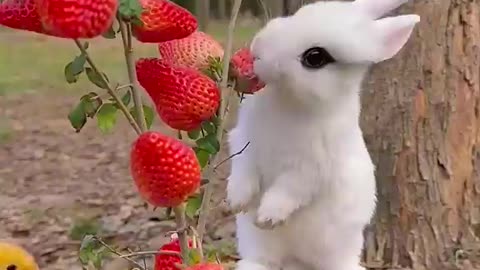 Cute rabbit☺️☺️