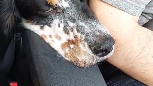Dog travel