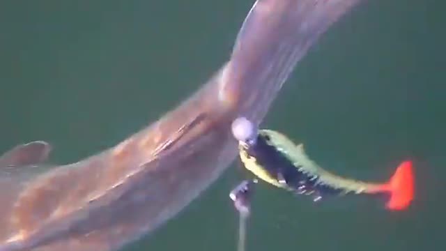 This is a beautiful and charming water-dwelling species