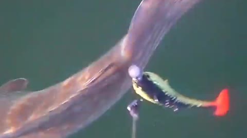 This is a beautiful and charming water-dwelling species