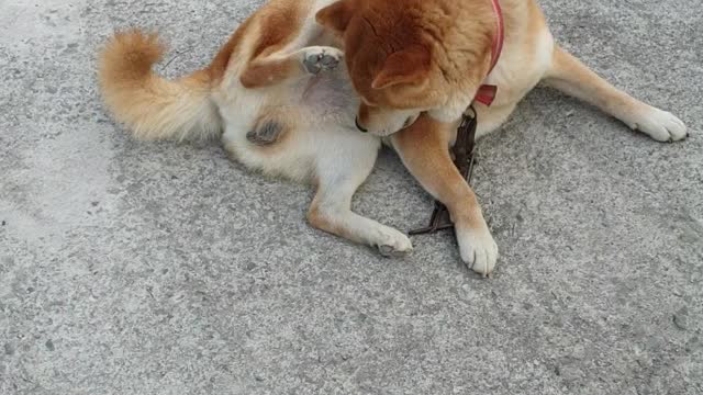 Cute Shiba Inu from the Korea countryside