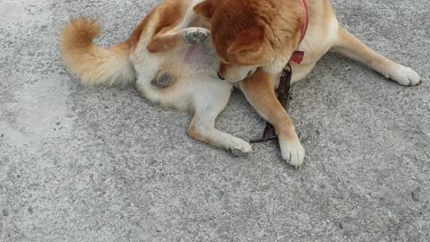 Cute Shiba Inu from the Korea countryside