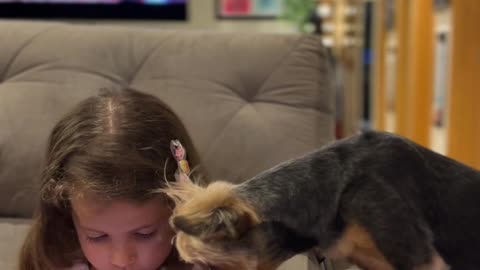 Yorkshire Terrier Watches Phone Videos