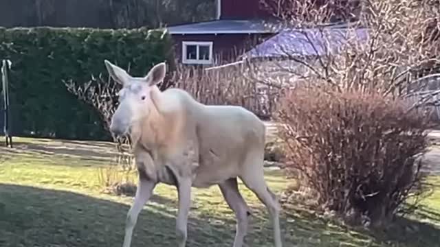 My white moose friend visited today!