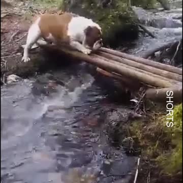 WATCH : It's Not Easy Crossing This Massive River. 😂 #Shorts #funny_dogs