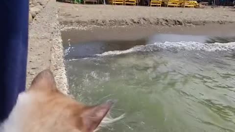 cute cat looking at the ocean