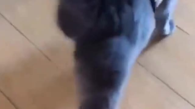 Funny Cat with Slippers