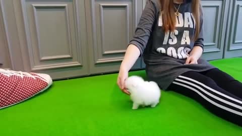 Amazing VIP Micro Thumbelina White Pomeranian Puppy