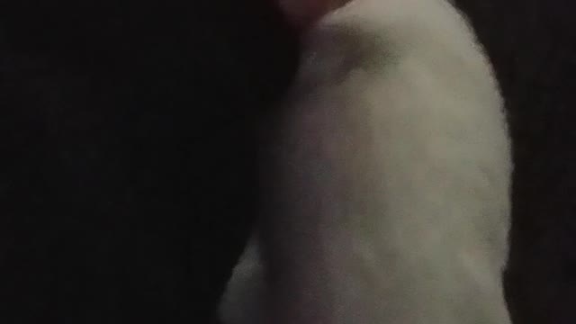 Don't look for cat treats from afar