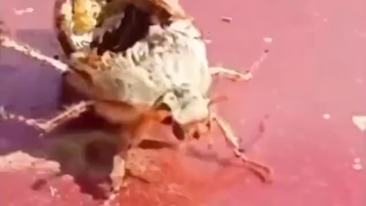 Insect Zombies Are Real