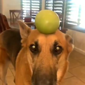 Best Funny Animal Videos of 2022 P3