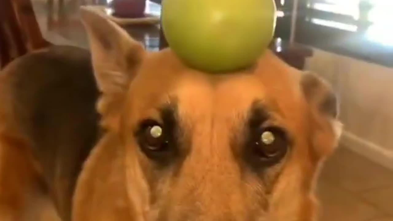 Best Funny Animal Videos of 2022 P3