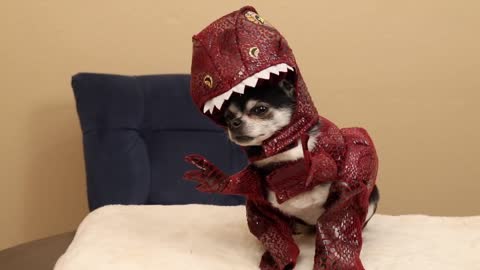 Dogs try on Halloween Costumes!