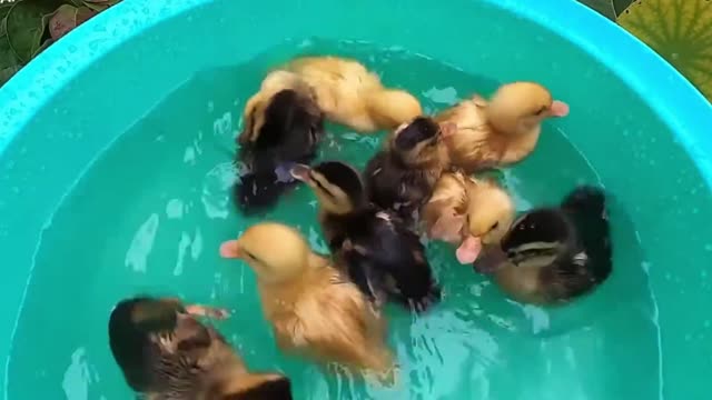 look the Ducks taking a bath