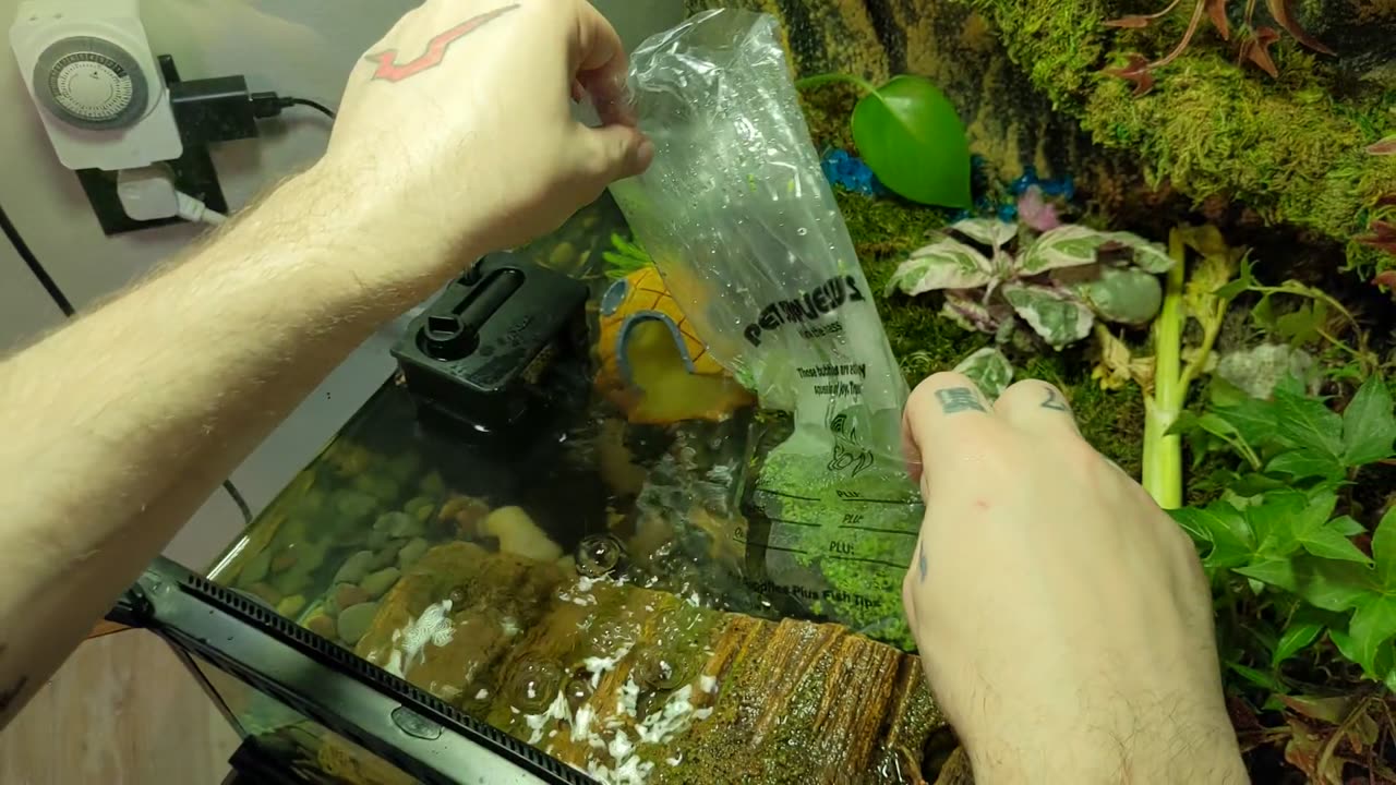 Paludarium Pals - Season 2 - Ep. 8