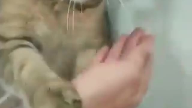 Cute cats videos around the world#5