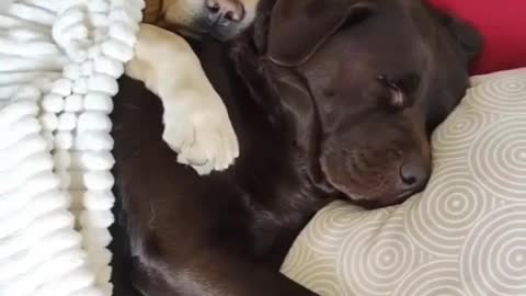 Dogs sleeping