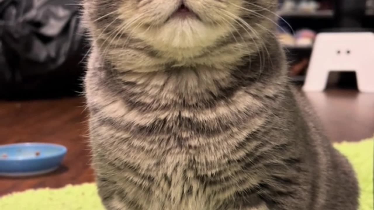 Adorable Kitten Playing with Toys - Cuteness Overload!