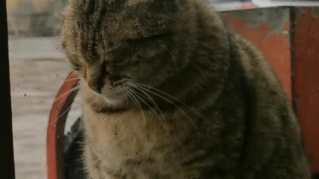 CUTE CAT SLEEPING IN WINDOW