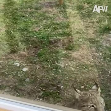 best Funniest Animal