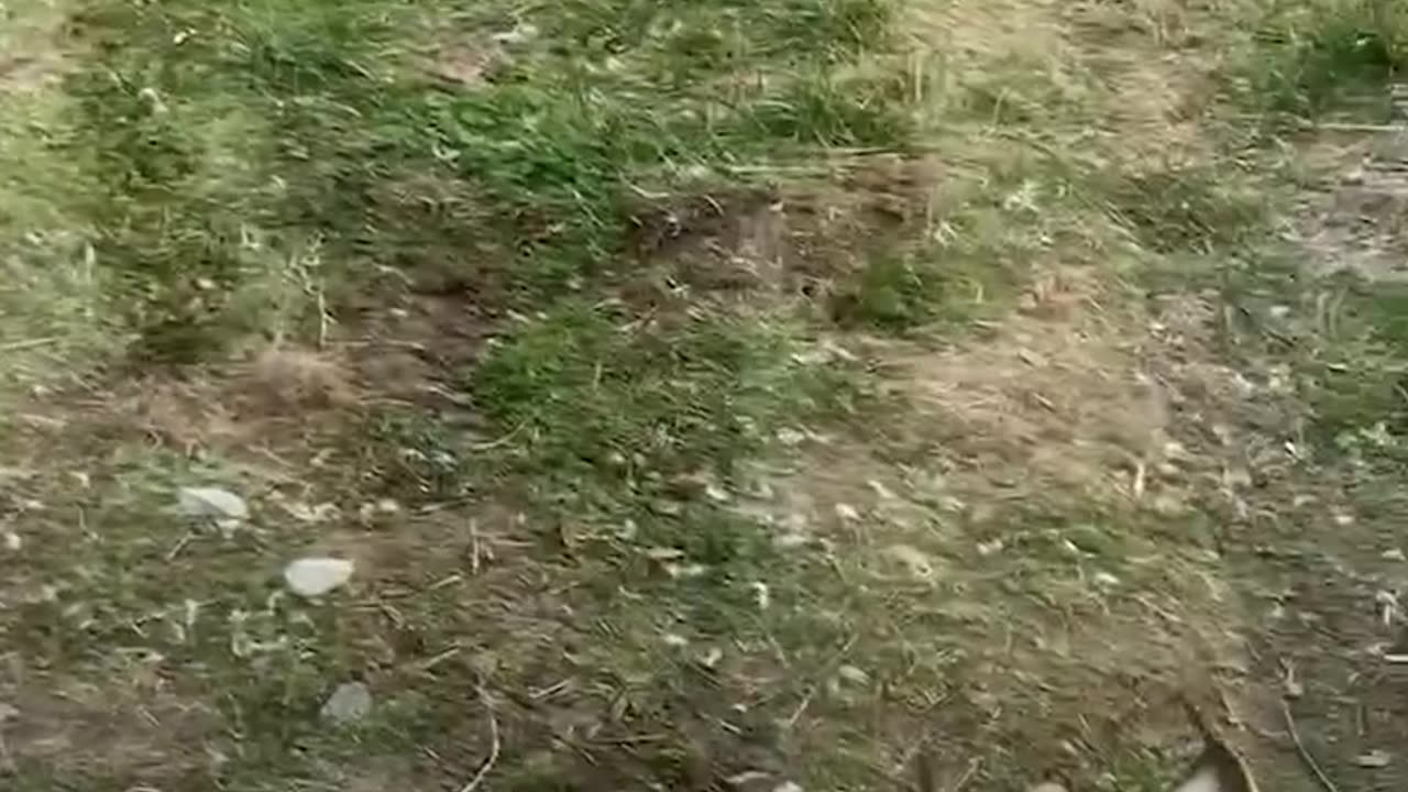 best Funniest Animal