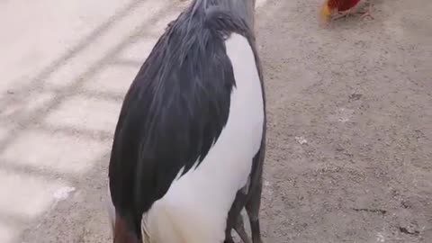 The big goose is teaching the little bird